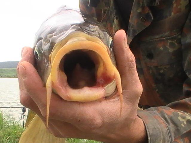 pe la balti - mustati.jpg